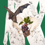 Invasive Fertility (Fruit Bat and Figs)