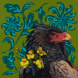 Bateleur Eagle on Olive