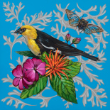 Yellow-headed Blackbird on Blue