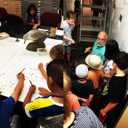 summer camp "Animal House" where I was fortunate enough to introduce the #students to one of the museum's #ornithologists (he's holding a peacock specimen), teach them about #scientific #illustration, and help them make window decals from their #paintings of #birds