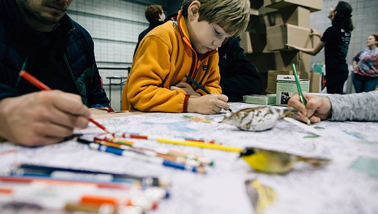 A child concentrates on coloring birds of conservation concern