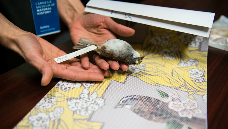 Ashley Cecil holds a bird specimen over a bird-safe window film sample