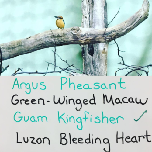 The National Aviary's Guam Kingfisher