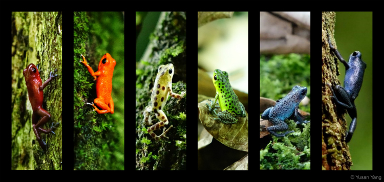 Frogs studied by the Richards-Zawacki Lab