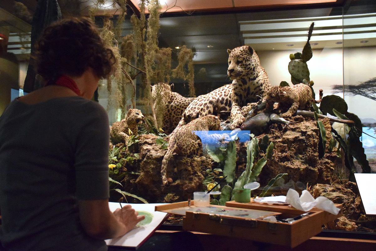 Artist Ashley Cecil paints a diorama of jaguars in a natural history museum